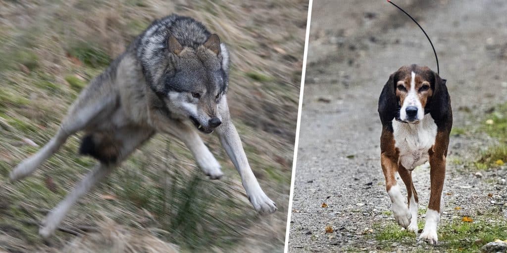 Dna visar – känd problemvarg dödade stövare