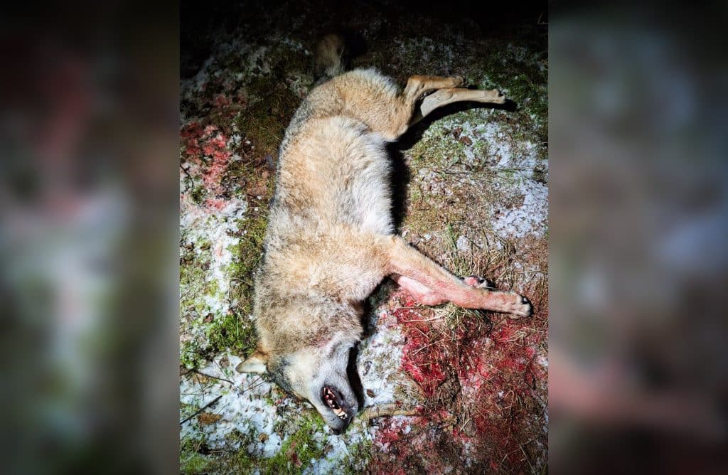 Varg skjuten utanför Mariestad – jagade gråhund