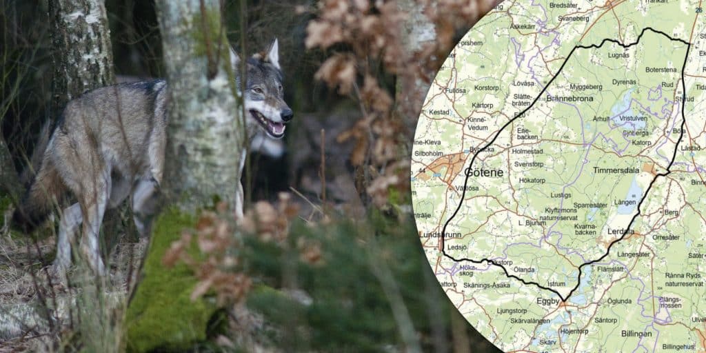 Skyddsjakten i Klyftamoreviret återupptagen – ny jaktledare utsedd