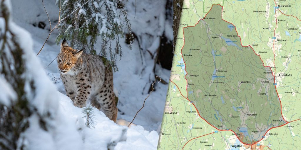 Efter minst fyra angrepp – nu ska lodjuret skjutas