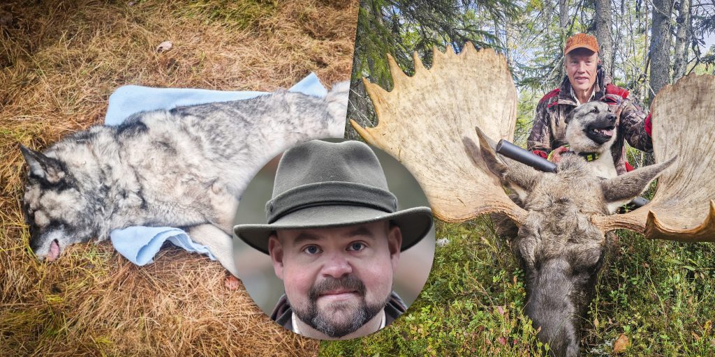 Dödliga vargattacker mot jakthundar, rekordhorn inmätt och landsbygdsministern om skarv och varg – här är veckans nyheter