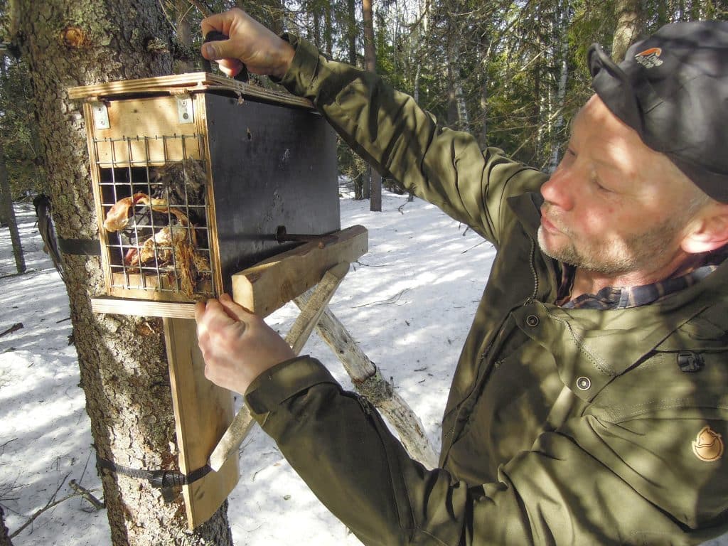 Öka fångsterna: Flera fällor på mårdväxeln