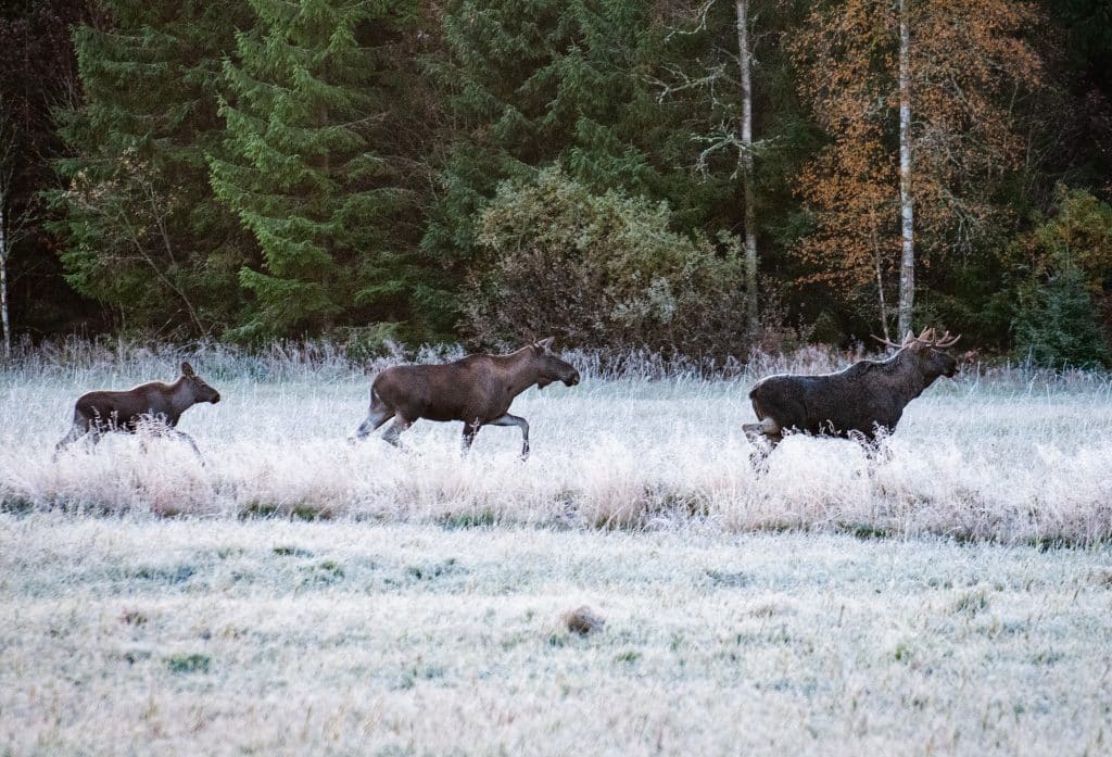 Älgavskjutningen i halvtid – långt kvar till målen i många län