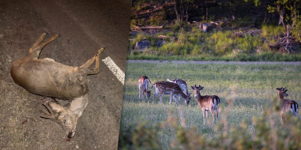 Trafikkontor ansöker om utökad skyddsjakt –nattetid