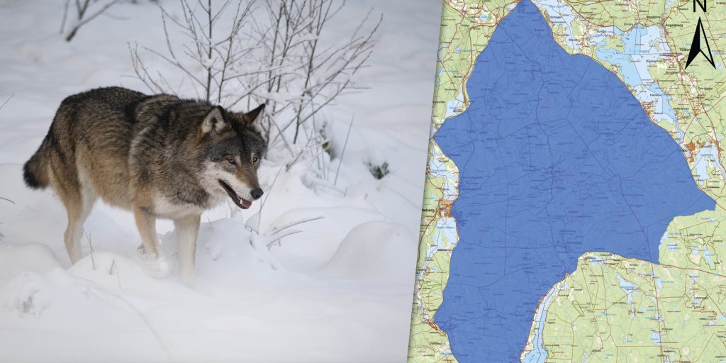 Nya vargar hittade – område för licensjakt minskas