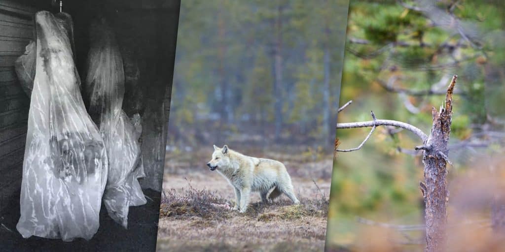 Veckans nyheter: Efterlyst tjuvjägare, vargjakt och betesskador