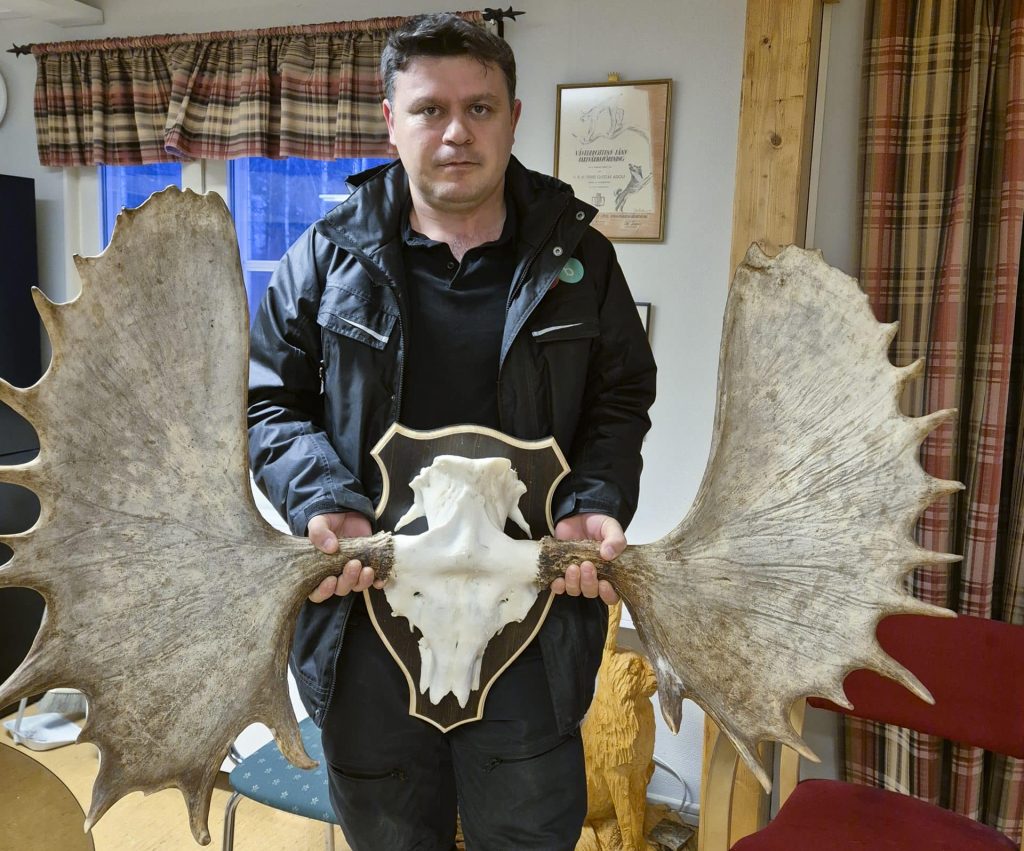 Älghorn höll guld