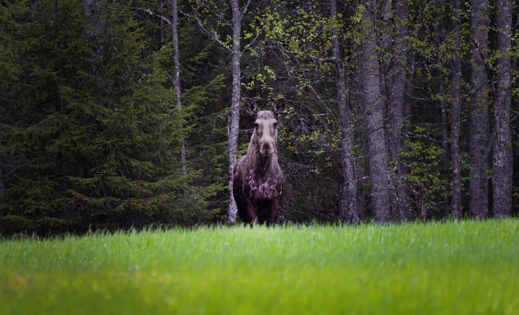 Tjuvjagade älg mitt i sommaren – nu döms paret