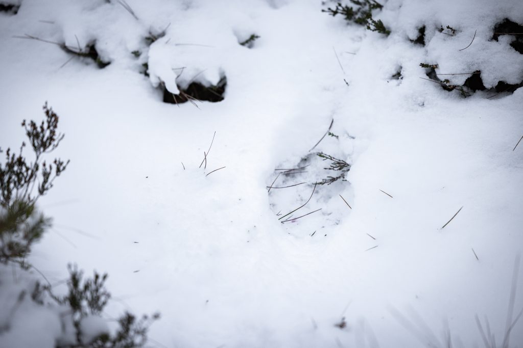 Tre nya vargkullar kan finnas i gränsområdena mot Norge