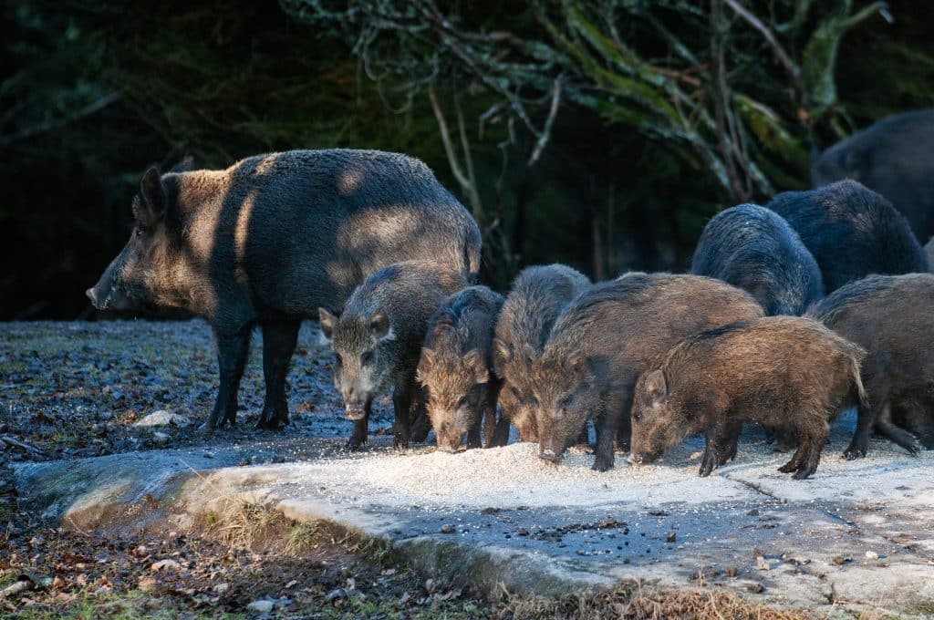 Vildsvinsforskning: Utfodringen hade ingen avledande effekt