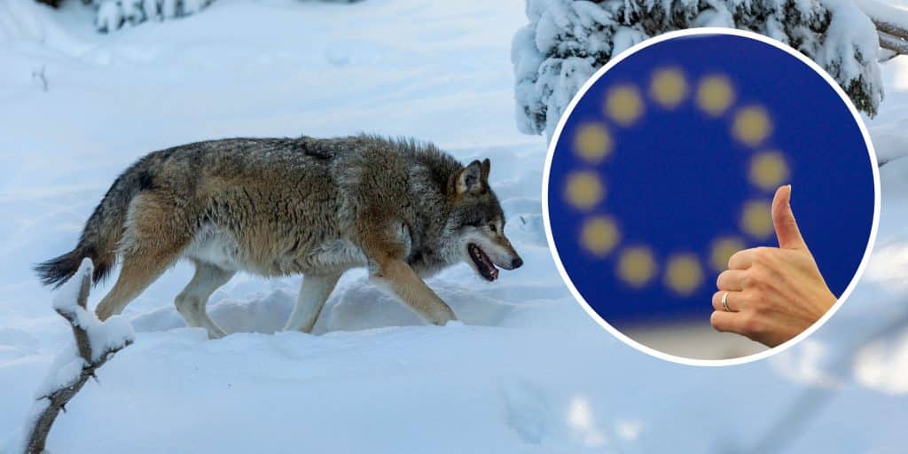 Klart: Vargens skyddsstatus ändras
