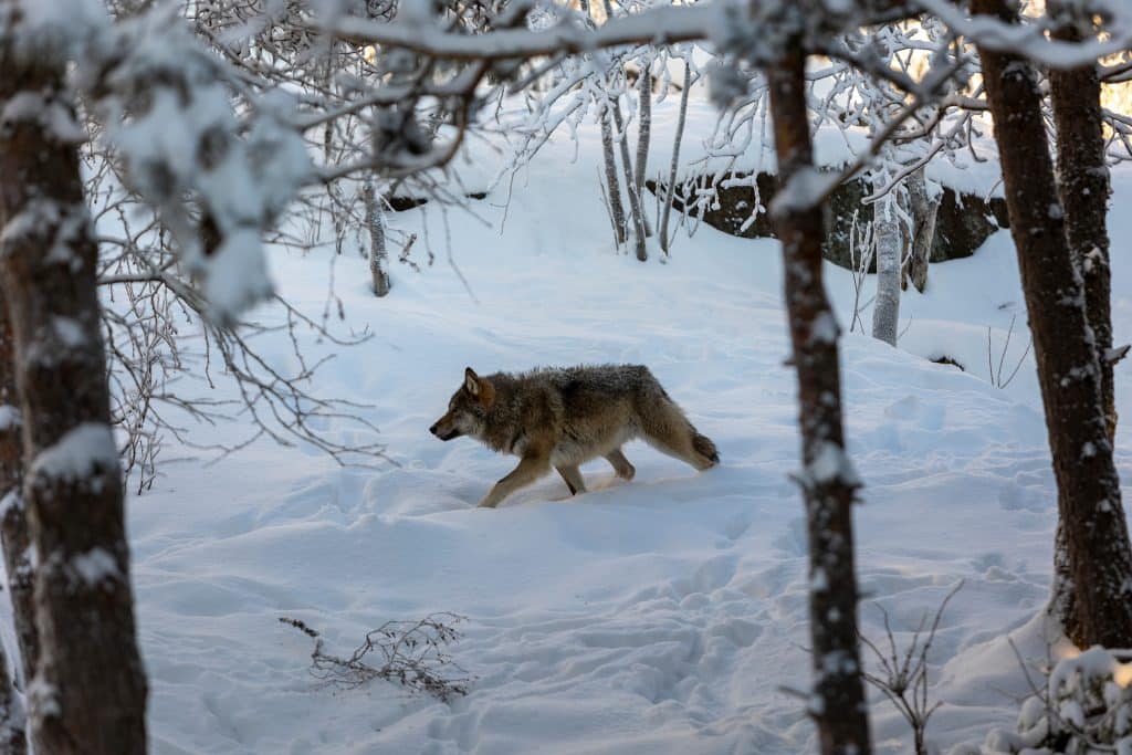 Några meter kvar till hunden – då sköts vargen