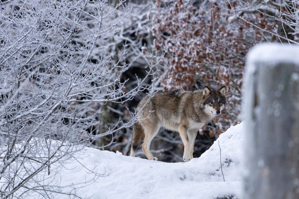 Gråhund dödad av varg