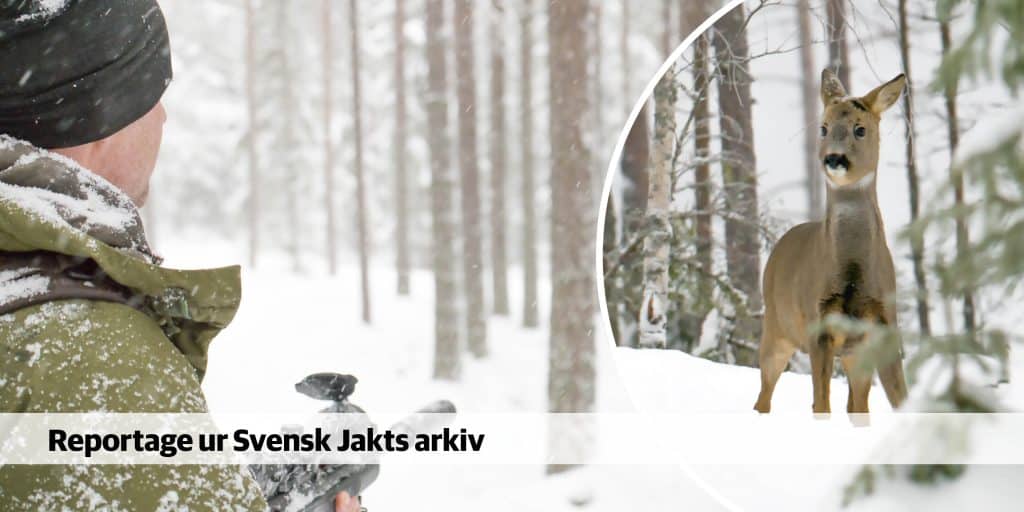 Jaktreportage: Magisk rådjursjakt i snöstorm