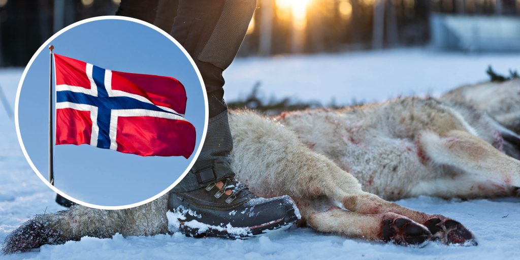 Norge röstar för minskat skydd för vargen
