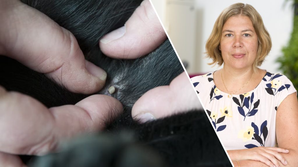 SVA: Rapportera fästingfynd under lågsäsong – även fynd på vilt