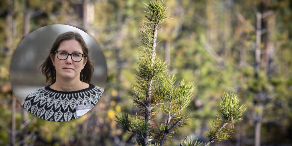 Forskare: Älgtätheten påverkar betesskadorna mer än mängden tall