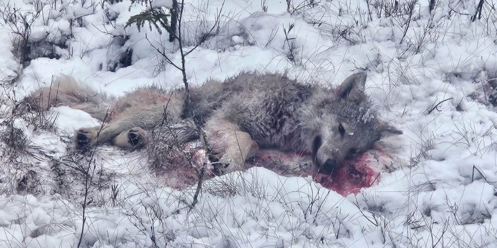 Jägare hittade vargtagen varg: ”Hur vanligt är det egentligen”