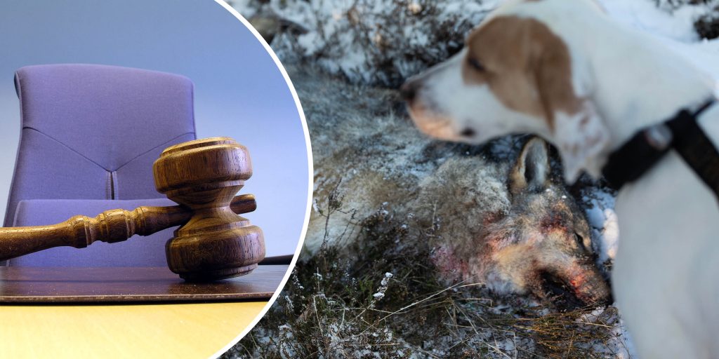 Domstol ger grönt ljus till kommande vargjakt