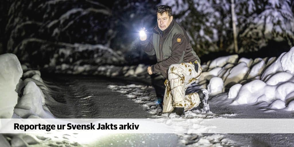 Licensjakt på varg: Nattens hjältar