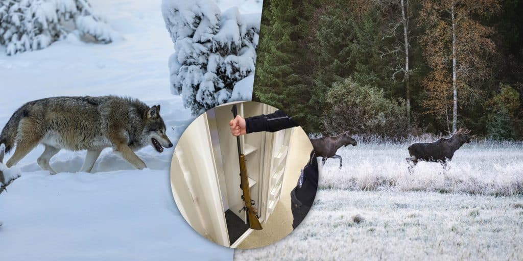 Veckans nyheter: Vargens skyddsstatus,  älgavskjutning och omhändertagna vapen