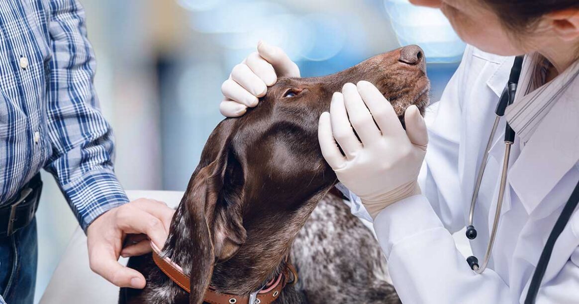 Förgiftningar hos hund och vad bör du undvika