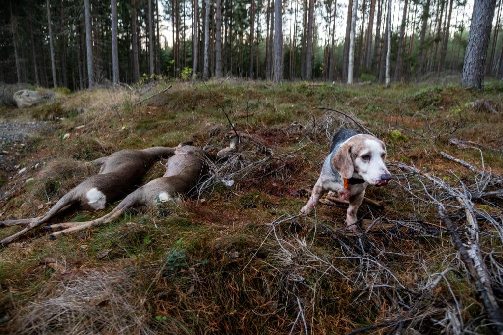 Statistik: Här fäller jägarna flest rådjur