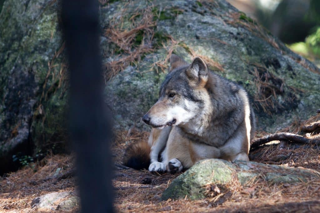 Ytterligare en varg på Åland