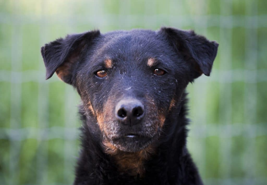 Tysk jaktterrier vargdödad under vildsvinsjakt