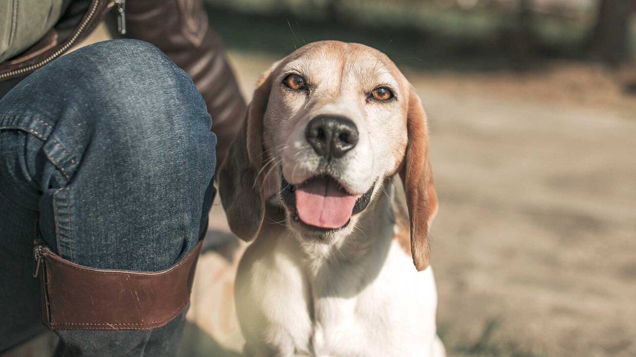 Den äldre jakthunden – Det händer med hunden när den blir äldre