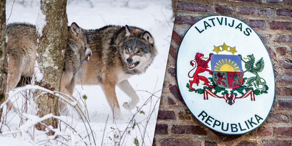 Kvoten fylld under den lettiska vargjakten
