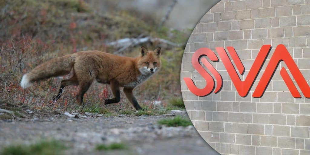 Ännu ett fall av rävens dvärgbandmask upptäckt – men nu avslutas den nationella övervakningen