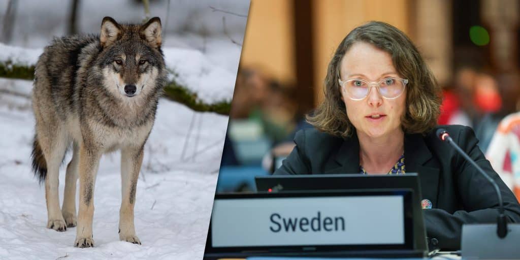 Vargen kan få lägre skyddsstatus – viktigt beslut på tisdag
