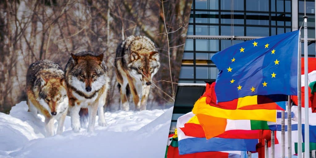 Svensk kritik mot nytt utkast om riktlinjer för  vargens referensvärde