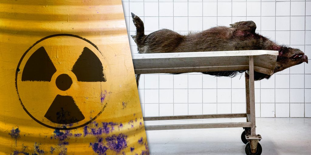 Minskade möjligheter att testa cesiumhalter i vildsvin