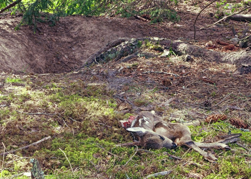 Vartannat rådjurskid tas av rödräven