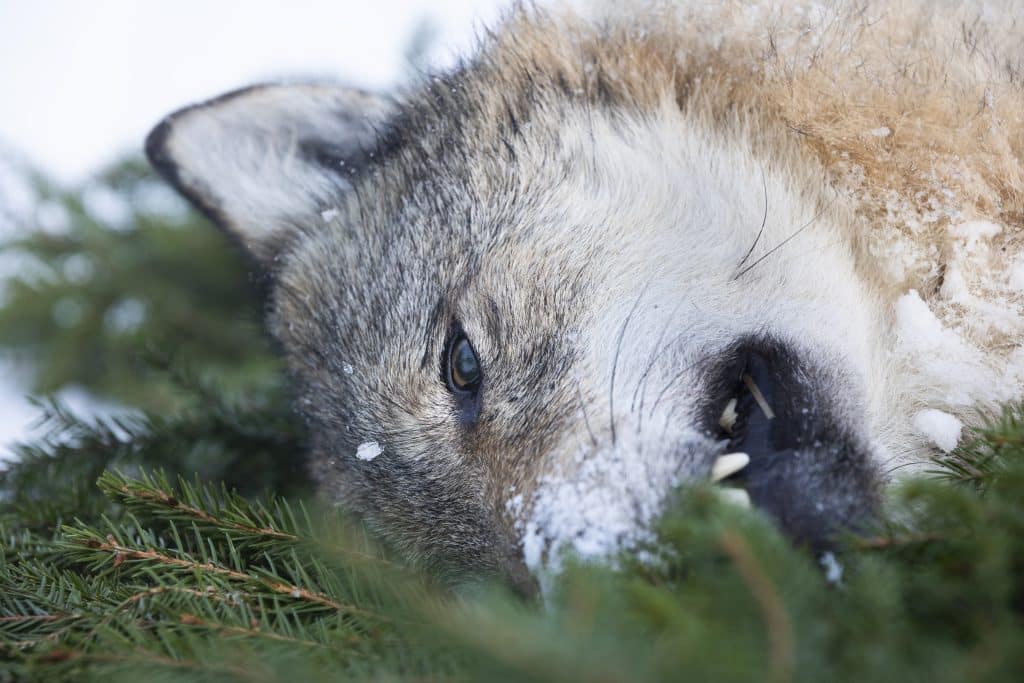 Effektiva jägare fyllde tilldelningen – men fler vargar finns kvar