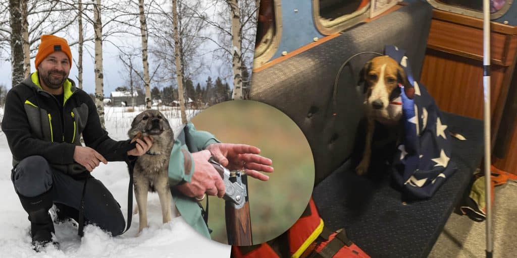 Räddade hundar och vapenfrågor – här är veckans nyheter