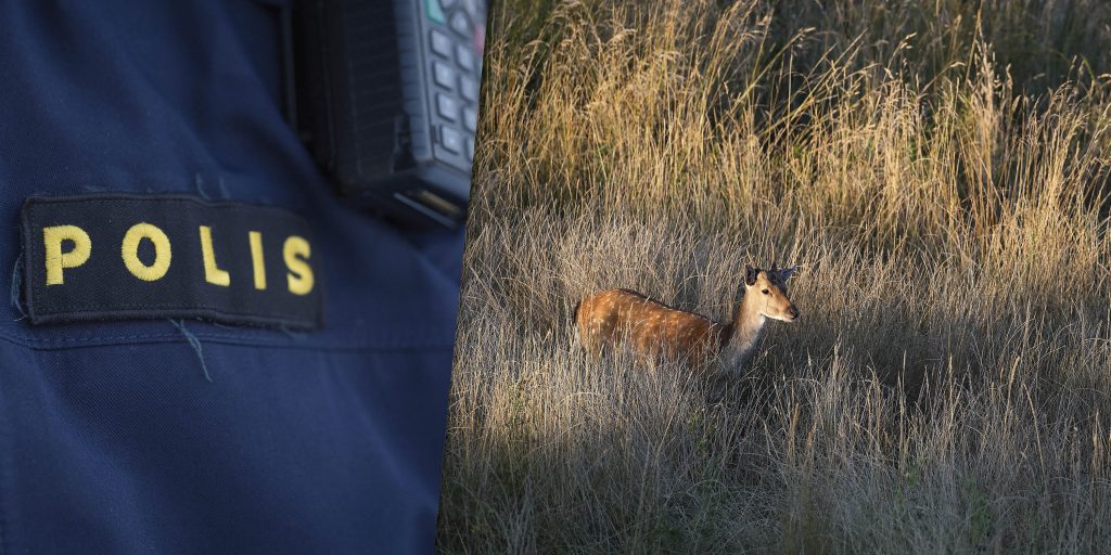 Sköt fel djur – polisen tog vapnen