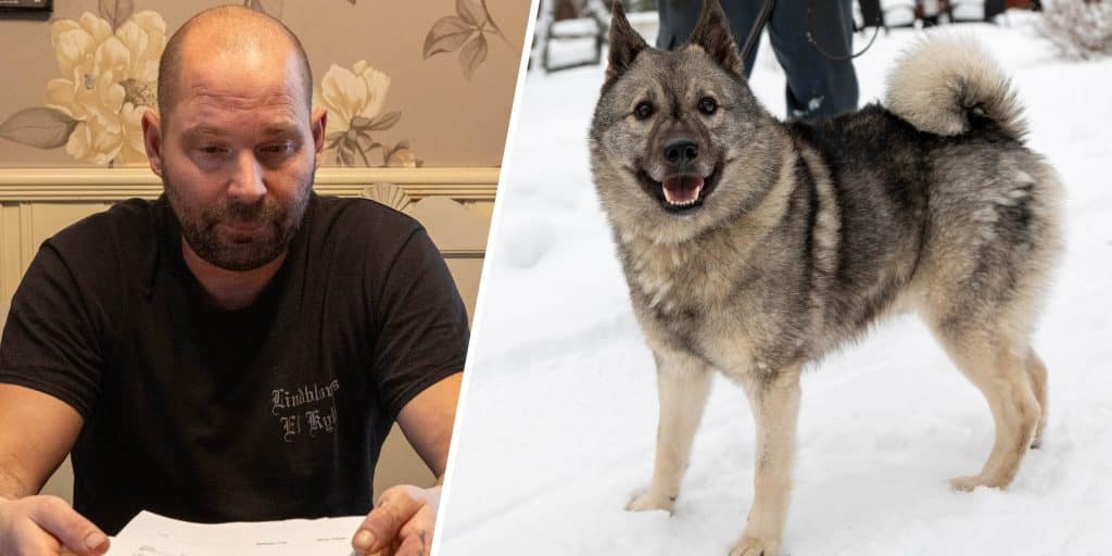 Rapp dömdes ut av veterinär – frisk strax därefter: ”Jag tänkte låta avliva honom där”
