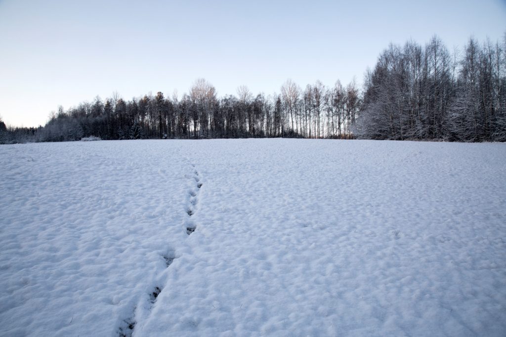 Fem män misstänks ha jagat varg illegalt i Norge.