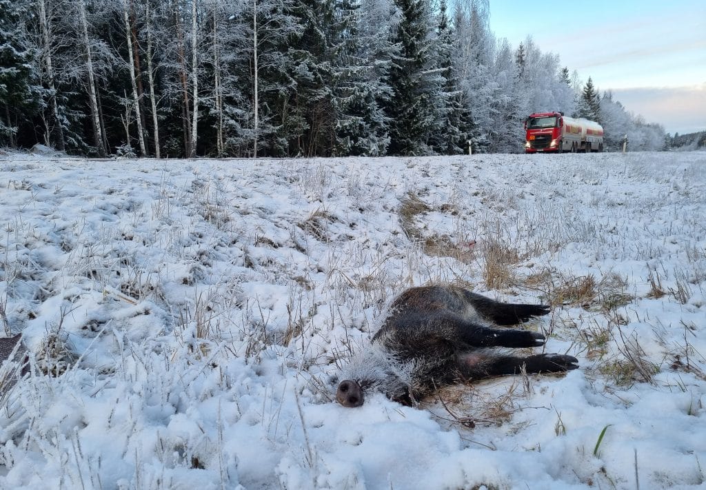 ”Lång jakttid på älg ökar antalet viltolyckor”