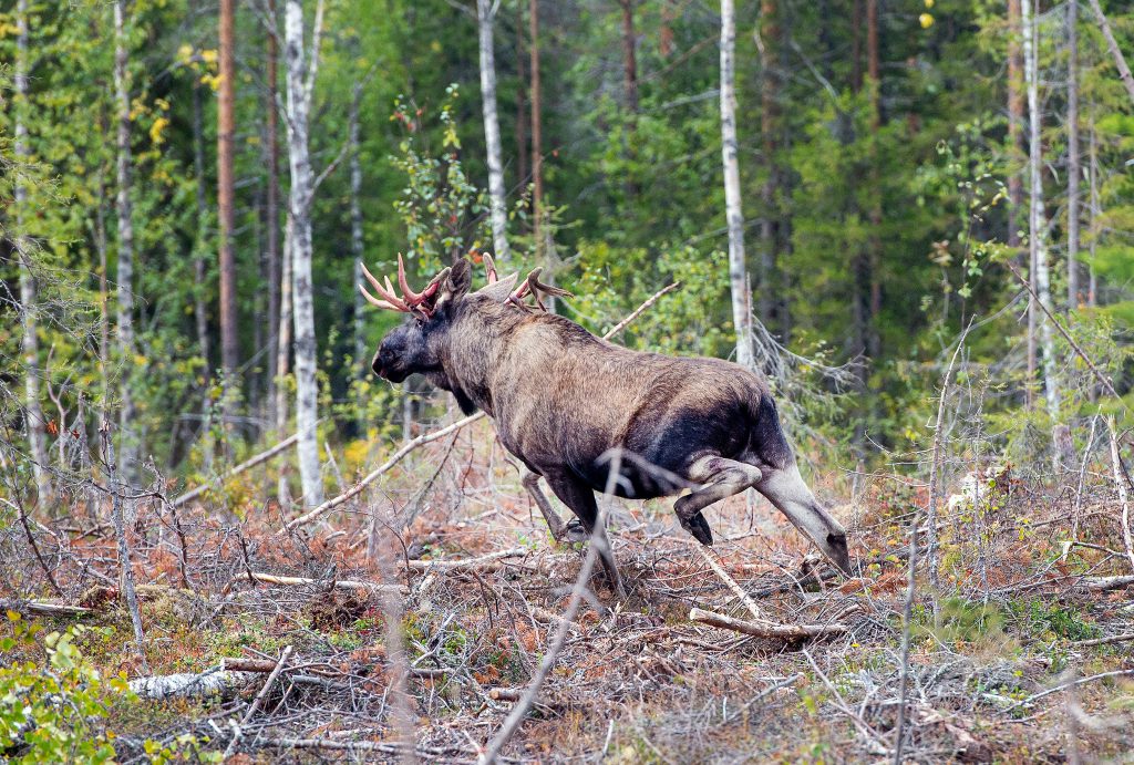 Jakträttshavare fick inte överklaga minskad älgtilldelning –  får nu gehör i kammarrätten