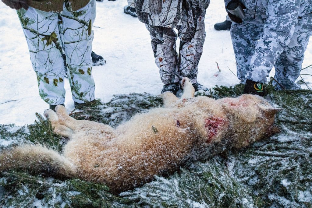 Därför riskerar målet med licensjakten på varg sinkas