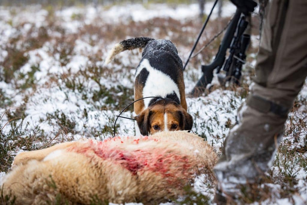 Slutjagat i Värmland – endast en varg skjuten