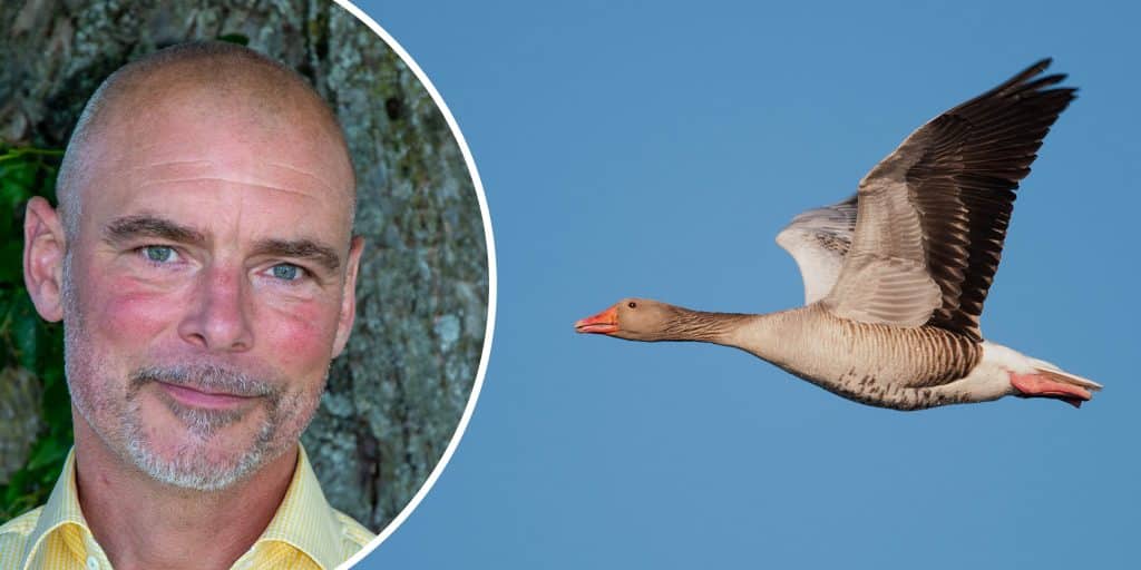 ”Oacceptabelt” – Jägareförbundet om skadskjutna gäss