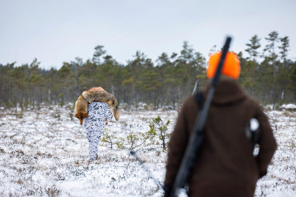 Här följer du 2025 års licensjakt på varg