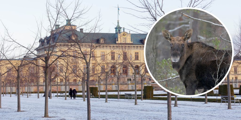 Älg skadade kvinna vid slottet – boende i området vågar inte gå ut