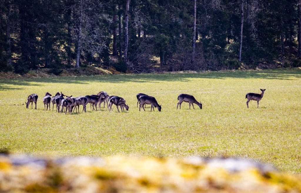 Skyddsjakt med mörkersikten beviljas – hundratals dovvilt orsakar problem
