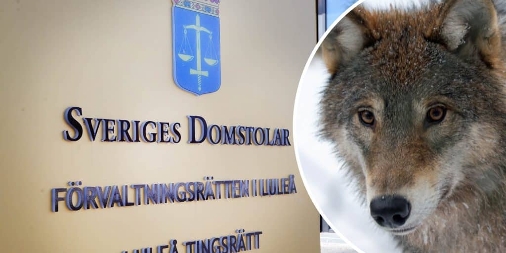 Skyddsjakt på varg stoppas av domstol: ”Inte tillräckligt tydligt beslut”